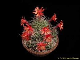 Matucana paucicostata 1462
